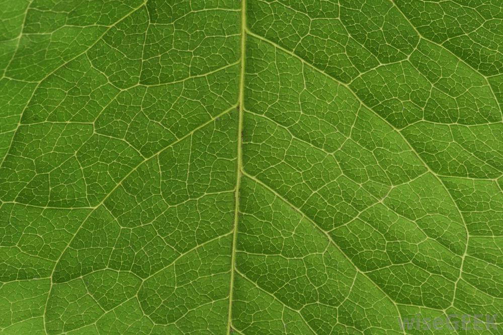 leaf-vascular-system