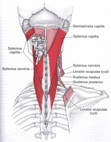 neck_muscles_ts1