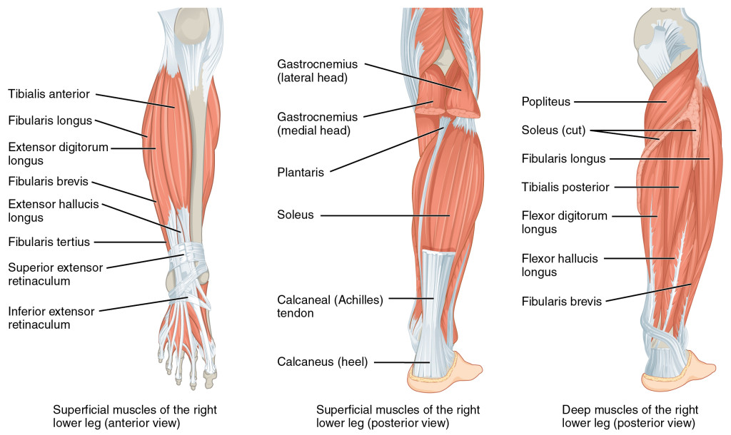 Lower-Leg-Calf-Muscle-Anatomy
