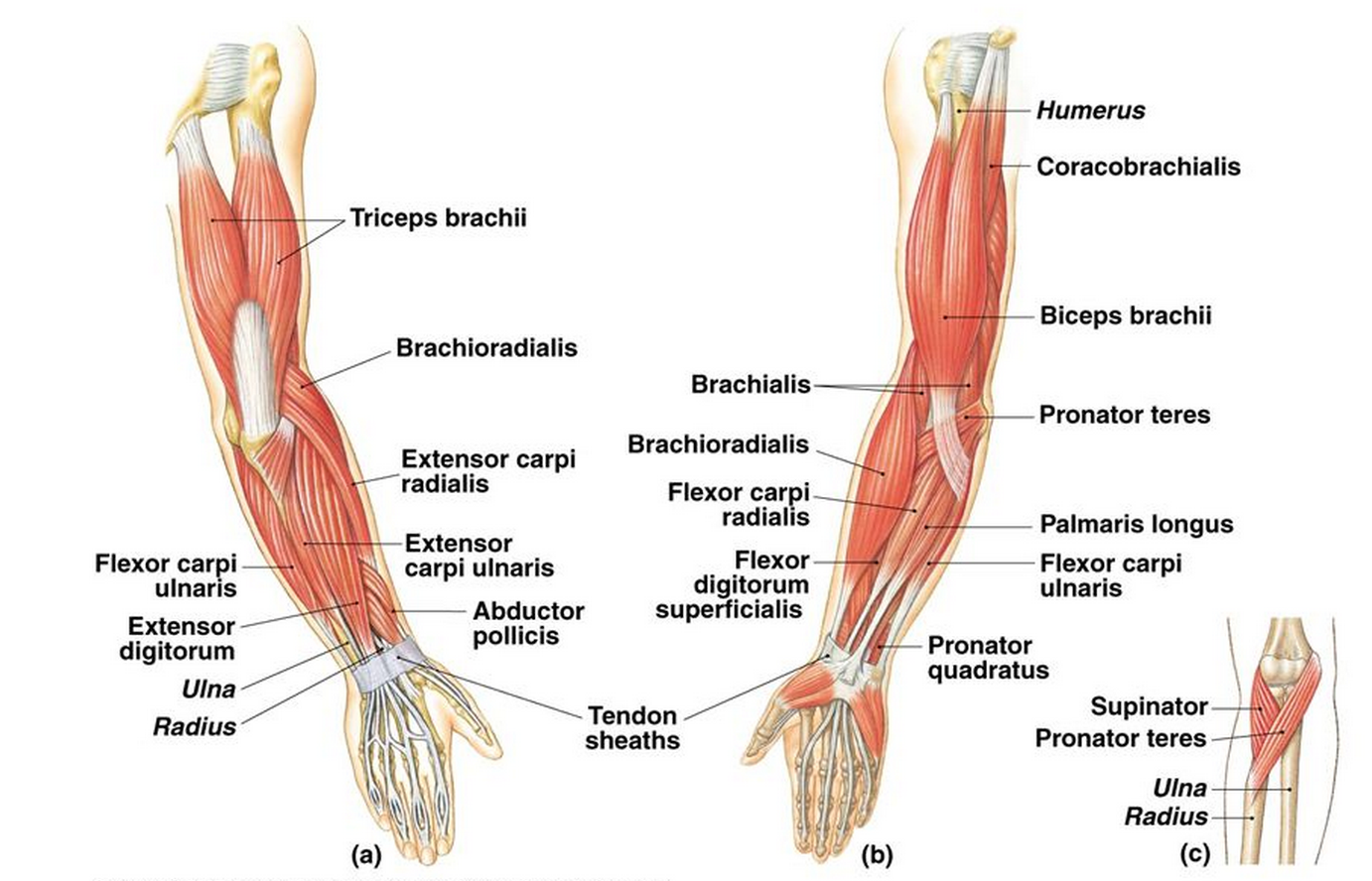 extension, abduction, adduction, internal and external rotation of the diff...